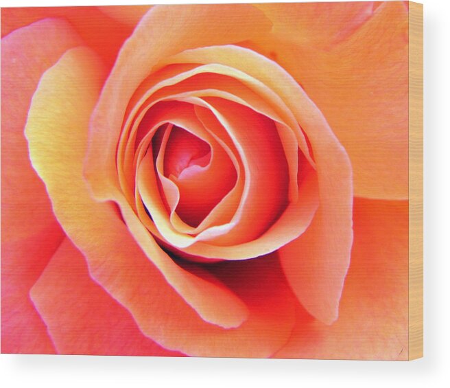 Rose Wood Print featuring the photograph Vortex by Deb Halloran