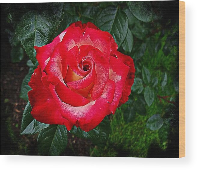 Rose Wood Print featuring the photograph Vortex Rose HDR by Nick Kloepping