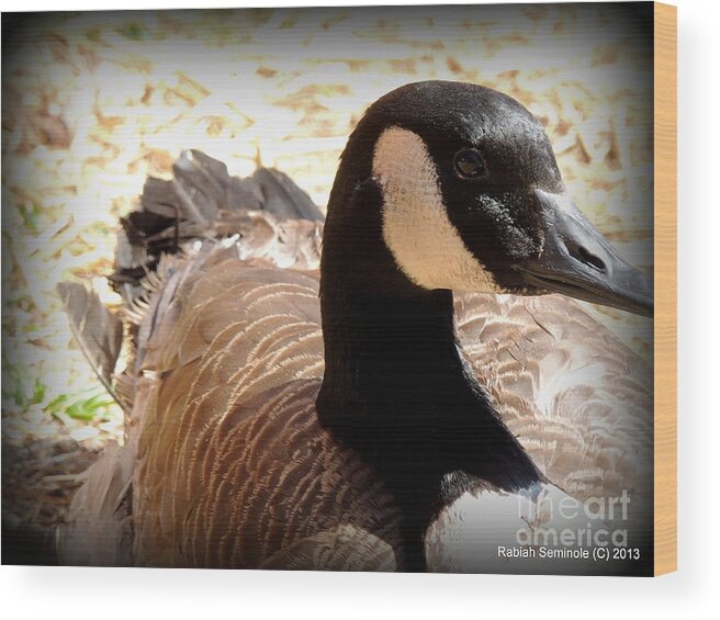 Canadian Goose Wood Print featuring the photograph Waggles by Rabiah Seminole