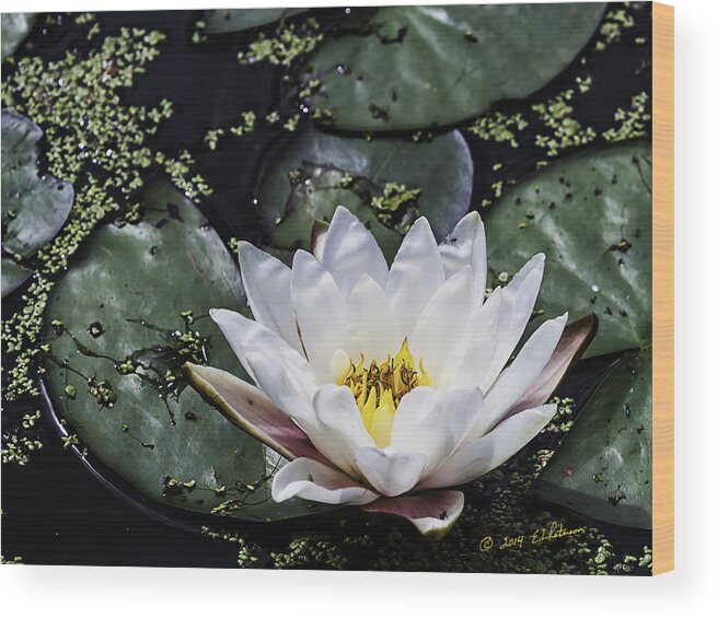 Heron Heaven Wood Print featuring the photograph Water Lily by Ed Peterson