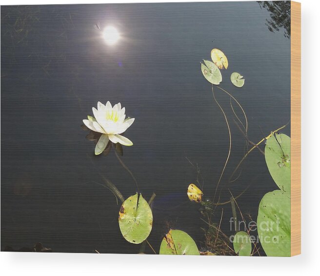 Water Lily Wood Print featuring the photograph Water Lily by Laurel Best