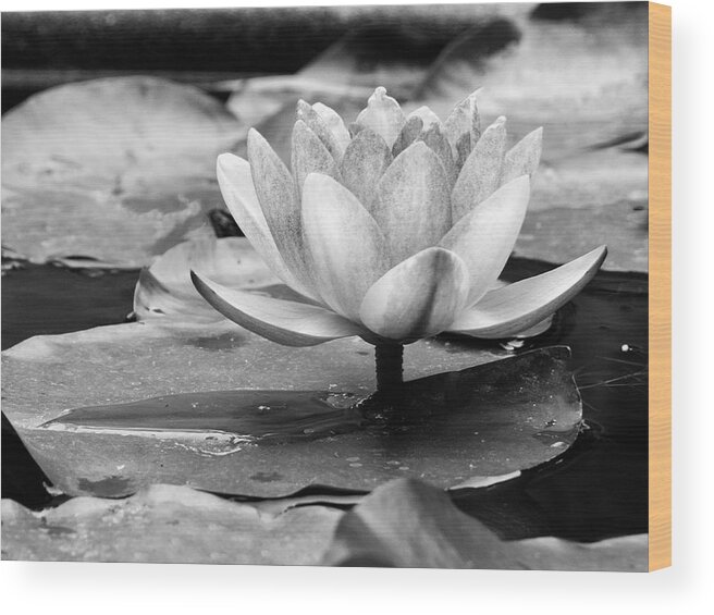 Water Lily Wood Print featuring the photograph Water Lily by Michelle Joseph-Long