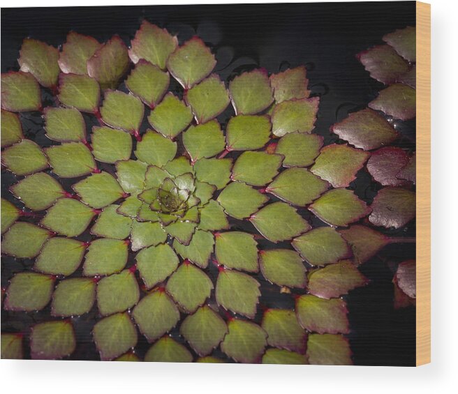 Water Wood Print featuring the photograph Water Lily Pattern by Jean Noren