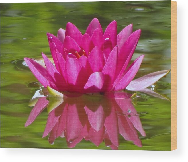 Water Lily Wood Print featuring the photograph Water Lily Pink by MTBobbins Photography