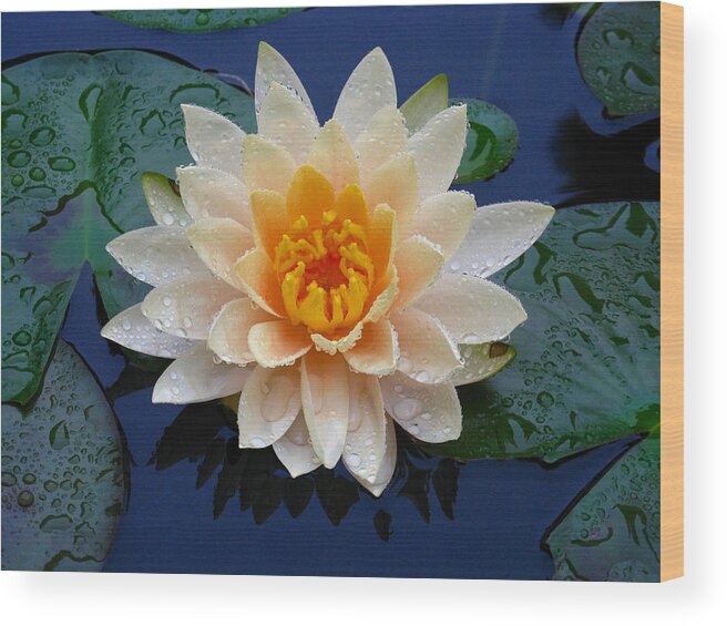 Waterlily Wood Print featuring the photograph Waterlily After a Shower by Raymond Salani III