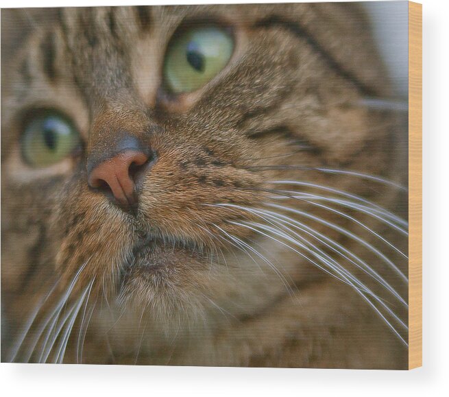 Cat Wood Print featuring the photograph Wet Nose by Alex Art