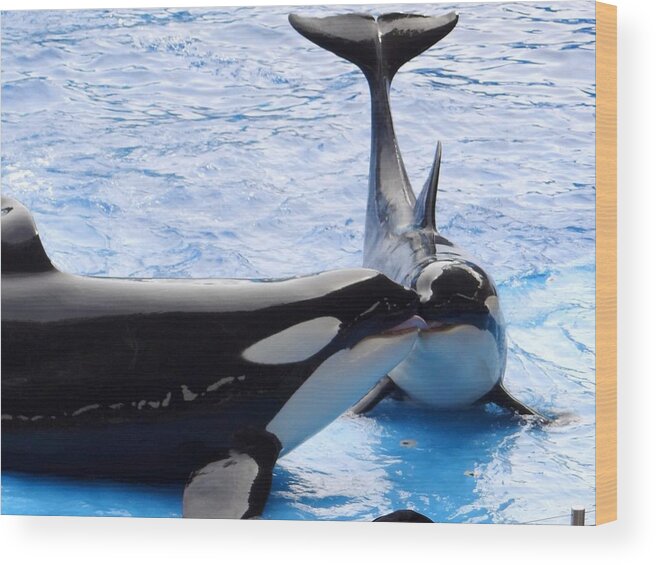 Shamu Wood Print featuring the photograph Whale Kiss by Keith Stokes