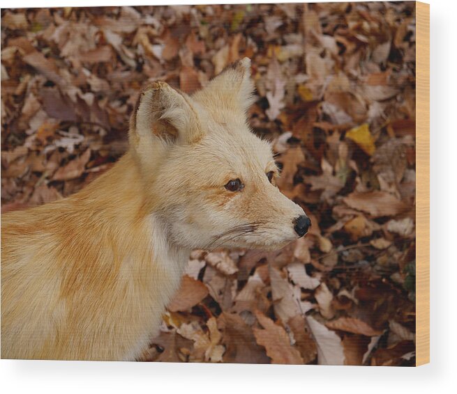 Fox Wood Print featuring the photograph What does the Fox say? by Richard Reeve