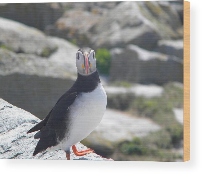 Atlantic Puffin Wood Print featuring the photograph Whatcha Looking At by James Petersen