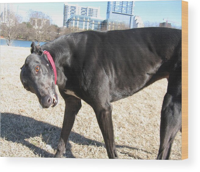 Black Greyhound At The Park Wood Print featuring the photograph Whats Up by Phillip Mossbarger
