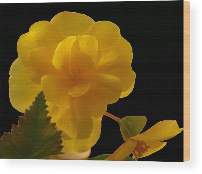 Flowers Wood Print featuring the photograph Whispering Softly by Tom Druin