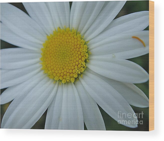 Chrysanthemum Wood Print featuring the photograph White and yellow chrysanthemum by Karin Ravasio