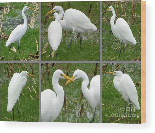Birds Wood Print featuring the photograph White Egrets by Gallery Of Hope 