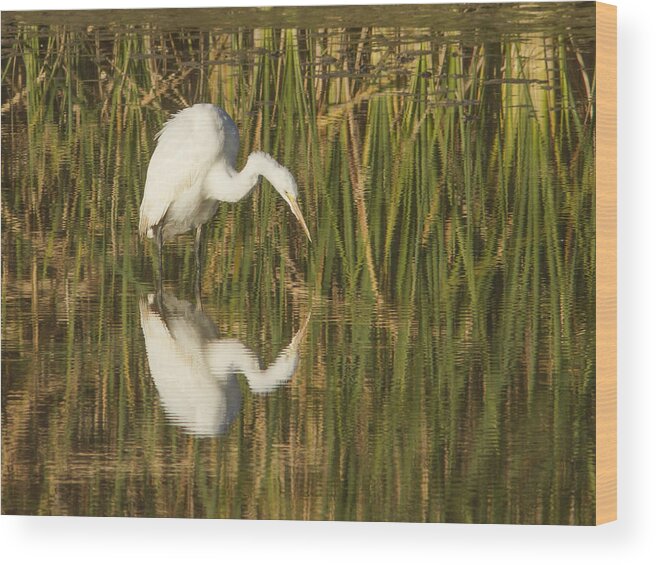 Heron Wood Print featuring the photograph White Heron Staring at the Water by Jean Noren