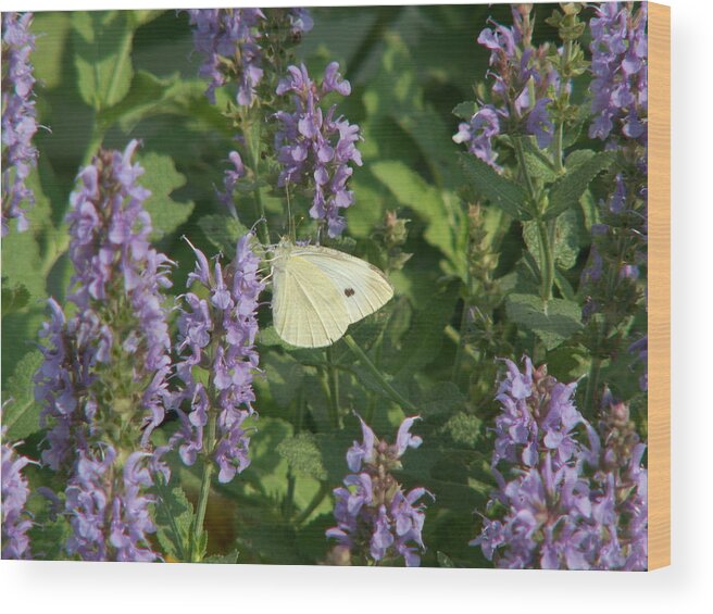 Sage Wood Print featuring the photograph White on Purple Sage by Lisa Blake