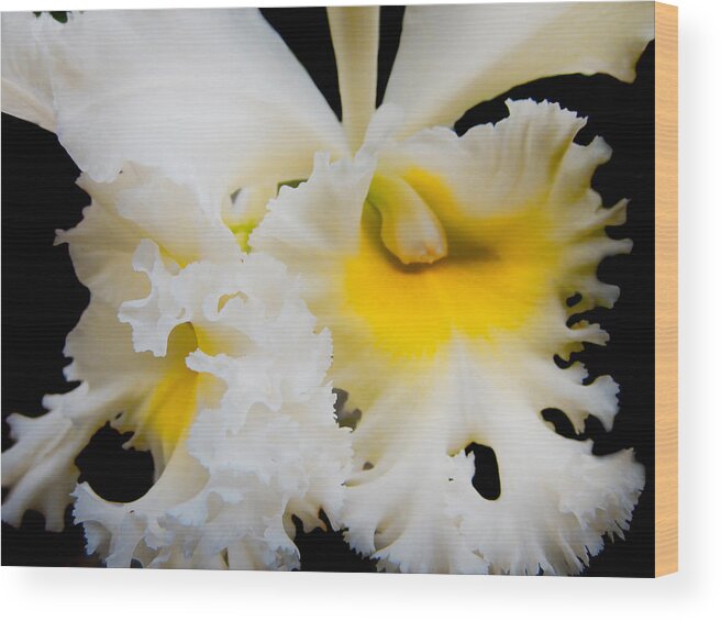 Orchid Wood Print featuring the photograph White Orchid 2 by Jenny Rainbow