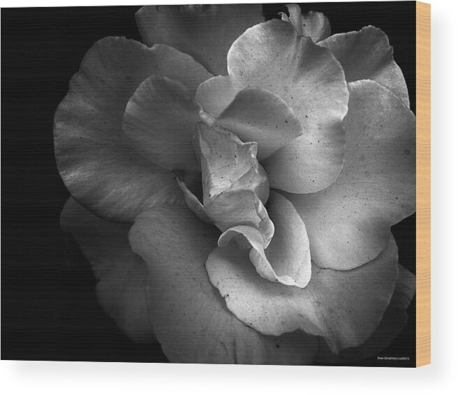 Rose Wood Print featuring the photograph White Rose BW 01 by Brian Gilna