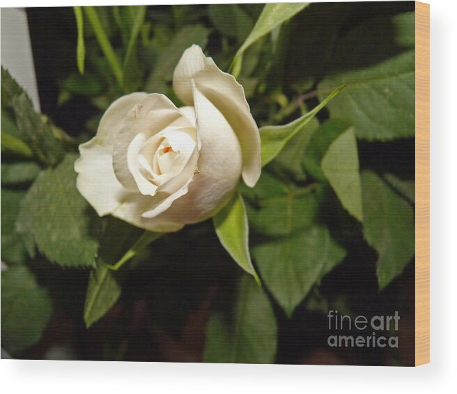 Rose Wood Print featuring the photograph White Rose by Eva-Maria Di Bella