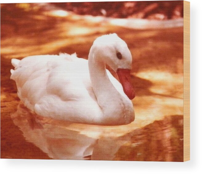 White Wood Print featuring the photograph White Water Swan Beauty by Belinda Lee