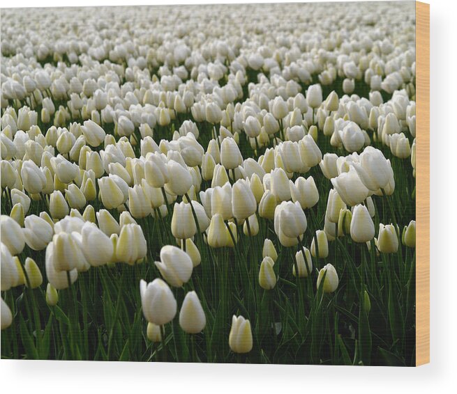 Photography Wood Print featuring the photograph White Tulip field by Luc Van de Steeg