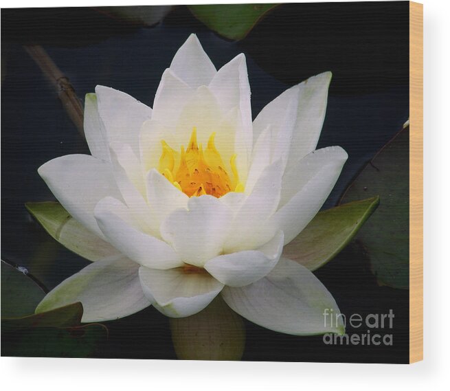 Water Lily Wood Print featuring the photograph White Water Lily by Nina Ficur Feenan