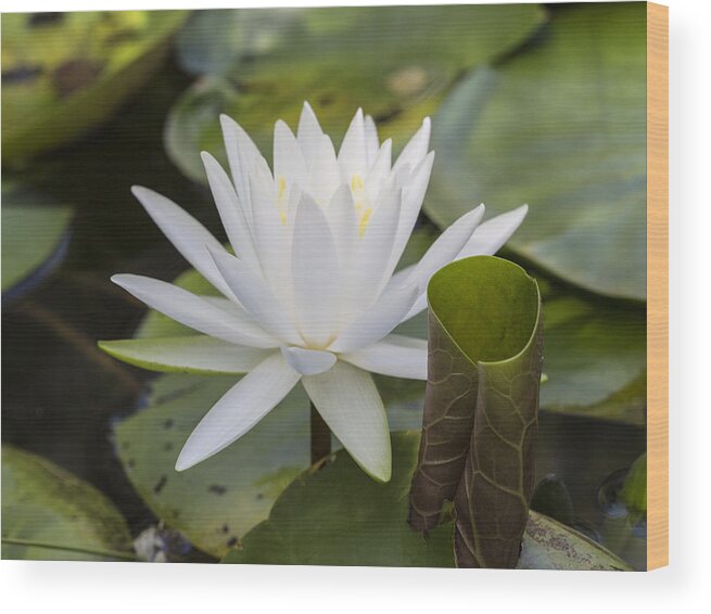 Water Lily Wood Print featuring the photograph White Water Lily with Curiously Scrolled Leaf by Steven Schwartzman