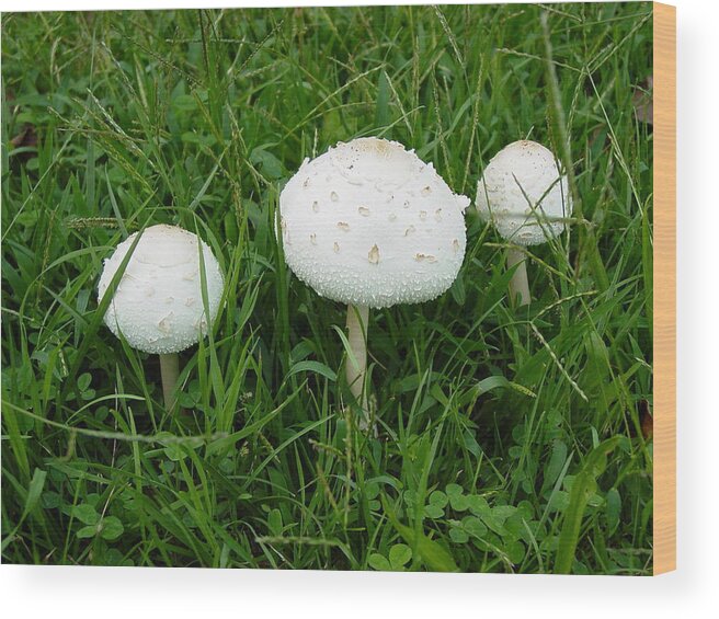White Wood Print featuring the photograph White Wild Mushrooms by Dorothy Maier