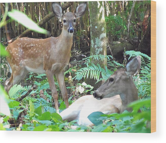 Fawn Wood Print featuring the photograph Whitetail Fawn 014 by Christopher Mercer