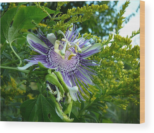 Great Wood Print featuring the photograph Wild Flower by Two Bridges North