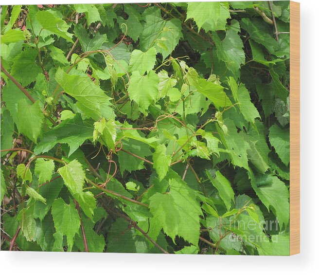 Grapevine Wood Print featuring the photograph Wild Grapevine by Conni Schaftenaar