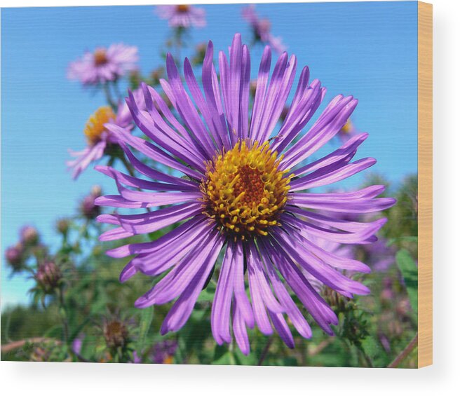 Wildflower Wood Print featuring the photograph Purple Aster Wildflower by Christina Rollo