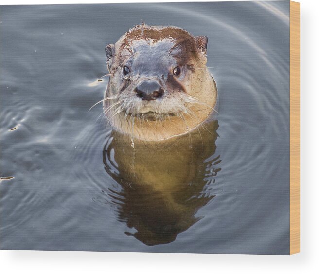 Animal Themes Wood Print featuring the photograph Wild River Otter by Jouko Van Der Kruijssen