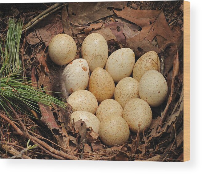 Wild Turkey Wood Print featuring the photograph Wild turkey eggs in nest by Doug McPherson