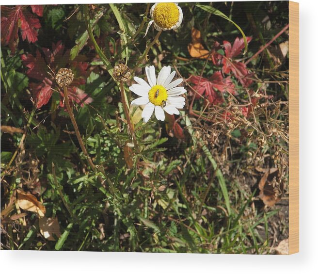 Insect Wood Print featuring the photograph Wildflower @ Kit Carson by Ron Monsour