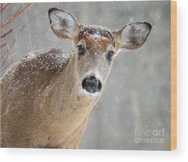 Deer Wood Print featuring the photograph Winter Buck by Amy Porter