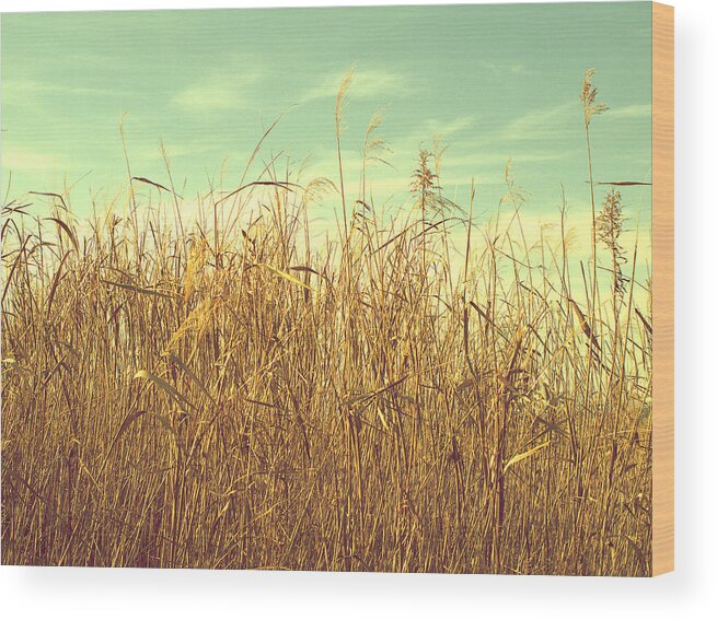 Winter Wood Print featuring the photograph Winter Grass by Yuka Kato