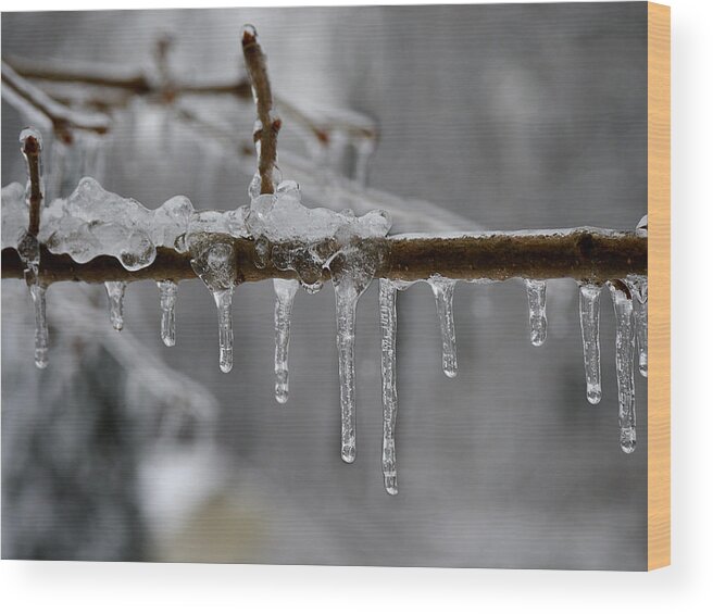 Winter Wood Print featuring the photograph Winter - Ice Drops by Richard Reeve