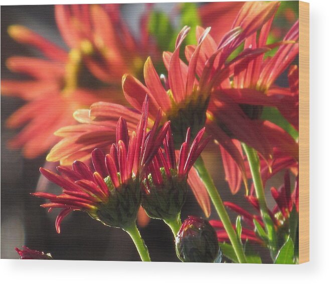 Flower Wood Print featuring the photograph Winter Mums by Alfred Ng