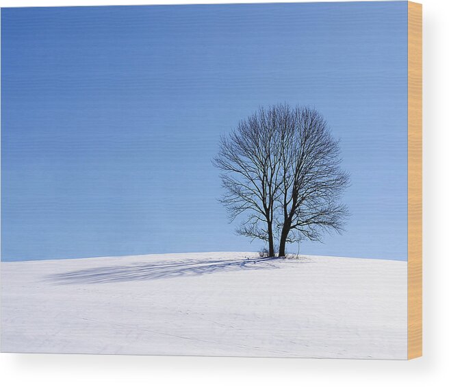 Winter Wood Print featuring the photograph Winter - Snow Trees by Richard Reeve