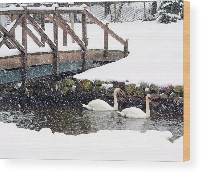 Wildlife Wood Print featuring the photograph Winter swans by Janice Drew
