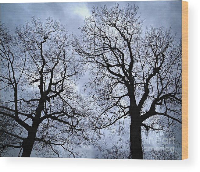 Tree Wood Print featuring the photograph Winter trees by Elena Elisseeva