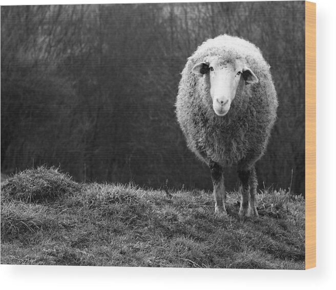 Sheep Wood Print featuring the photograph Wondering Sheep by Ajven