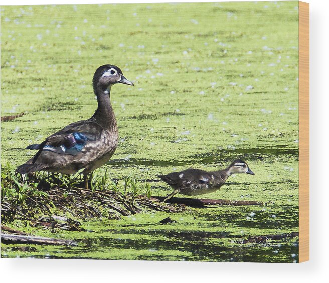 Heron Heaven Wood Print featuring the photograph Wood Duck And Baby by Ed Peterson