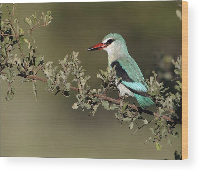 Nis Wood Print featuring the photograph Woodland Kingfisher Kruger Np South by Alexander Koenders