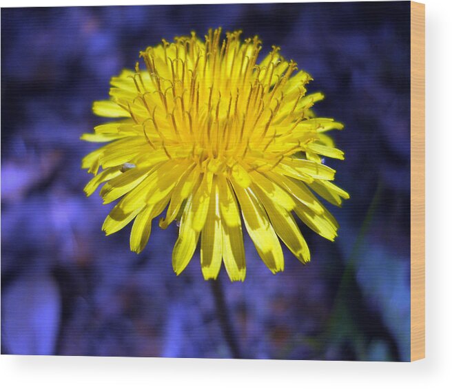 Flower Wood Print featuring the photograph Yellow 2 by Eric Forster