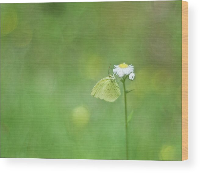Insect Wood Print featuring the photograph Yellow Butterfly by Polotan