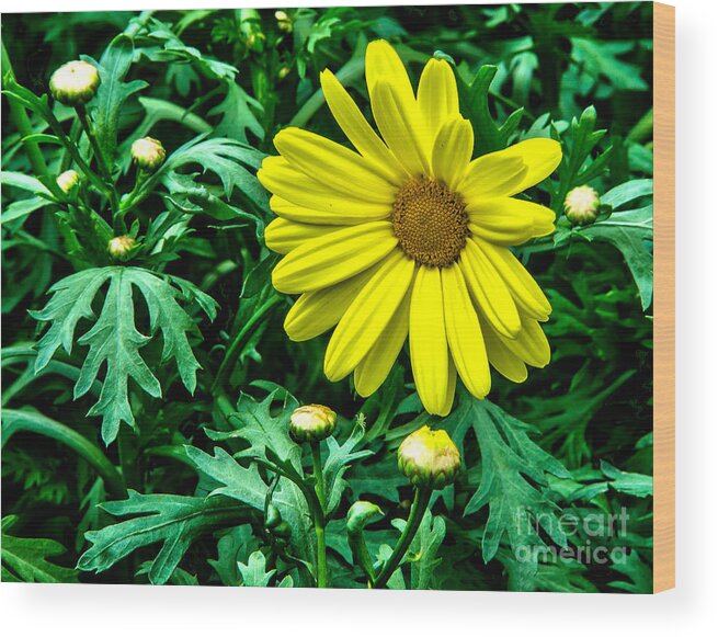 Beautiful Wood Print featuring the photograph Yellow Flower of Spring by Nick Zelinsky Jr