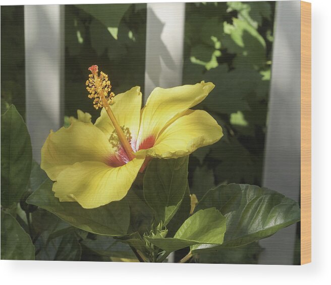 America Wood Print featuring the photograph Yellow hibiscus and white fence by Marianne Campolongo