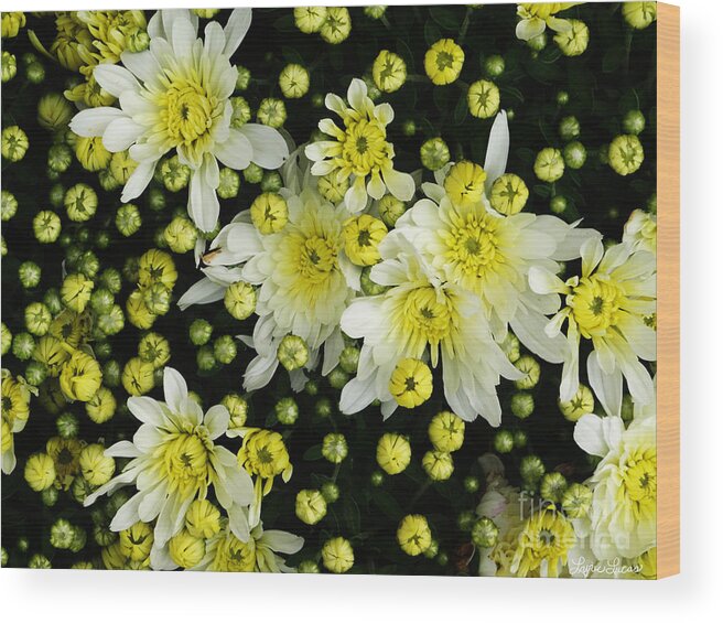 Flowers Wood Print featuring the photograph Yellow Mums by Lyric Lucas