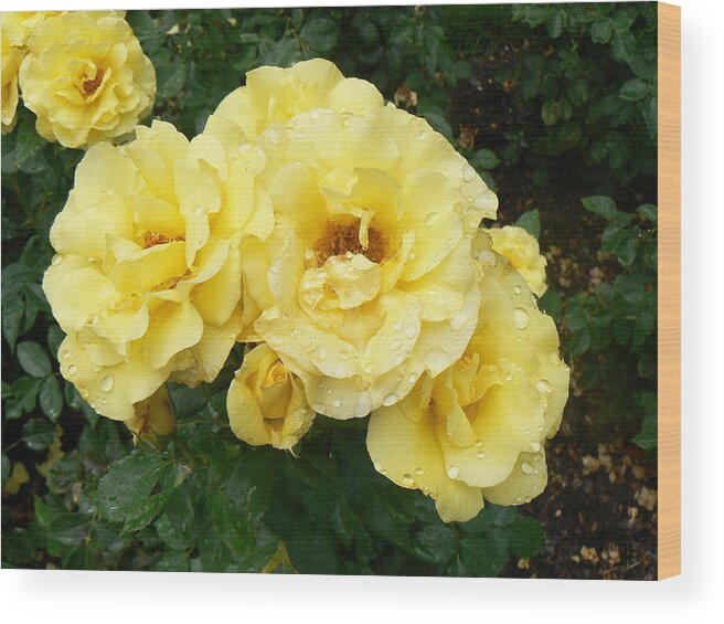 Rose Wood Print featuring the photograph Yellow Rose of PA by Michael Porchik